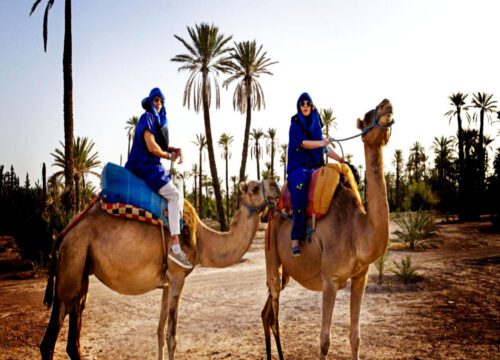 Camel Ride Trip in the Palm Groves